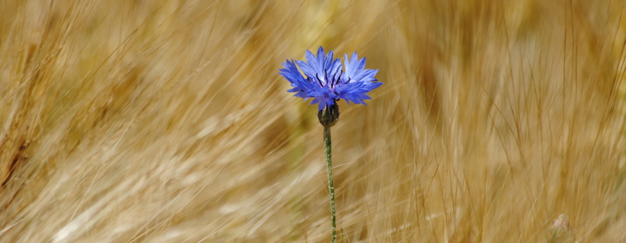 Spühren Sie die Kraft der Natur