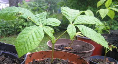 Kastanienbaum Kastanienbaum