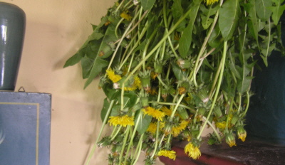 Löwenzahn Löwenzahn